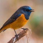 Blue-fronted Redstart