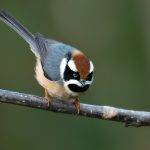 Black-throated Tit