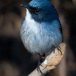 Slaty-blue Flycatcher