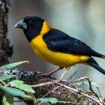 Collared Grosbeak