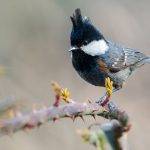 Coal Tit