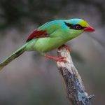 Common Green Magpie