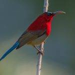 Crimson Sunbird