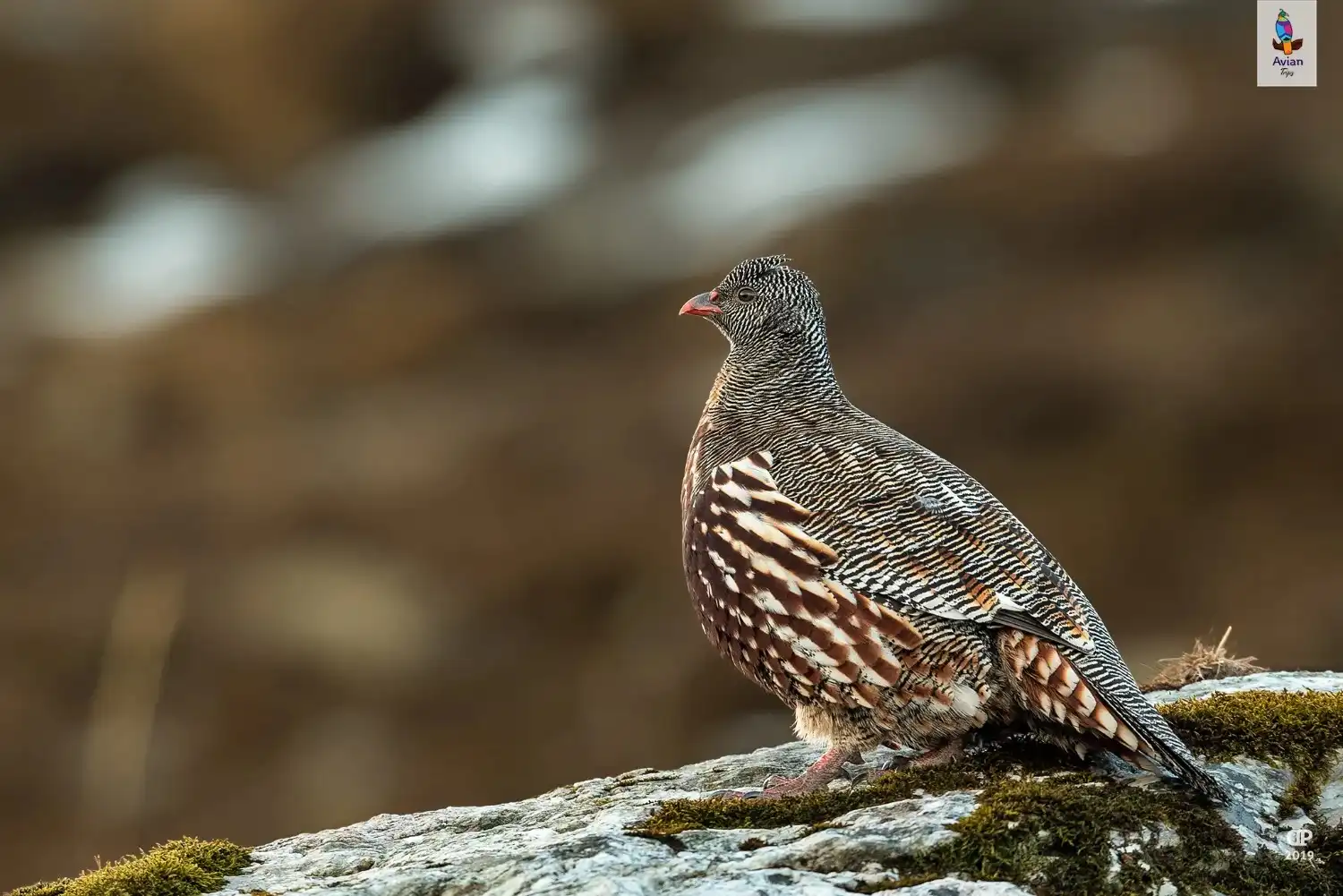 Hill Partridge in natural habitat